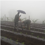 giuly.scofano - #agricolturamodomio16Campi Coop Il Segno Fuscaldo, nemmeno la nebbia ci ferma!