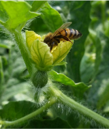 cascinagandolfi - Anche loro stanno lavorando per voi! #impollinazione #angurie #api #agricolturamodomio16