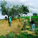 chicanobass - 2001 la mia prima raccolta delle olive,non risultò nemmeno extravergine dalla lentezza che ci mettemmo ma la passione e la contentezza furono I vincitori